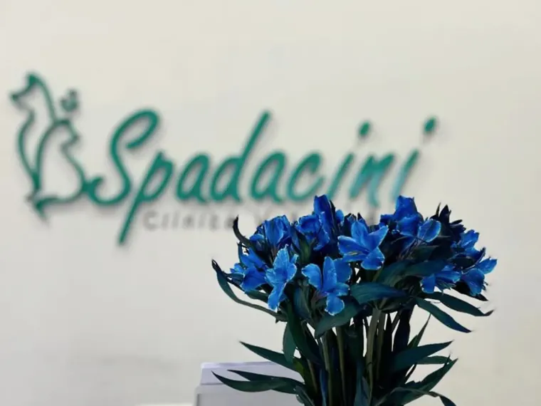 Recepção da Spadacini Veterinária, com o logotipo na parede e um arranjo de flores