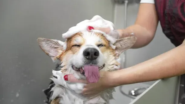 Cão corgi tomando banho, coberto de espuma de shampoo