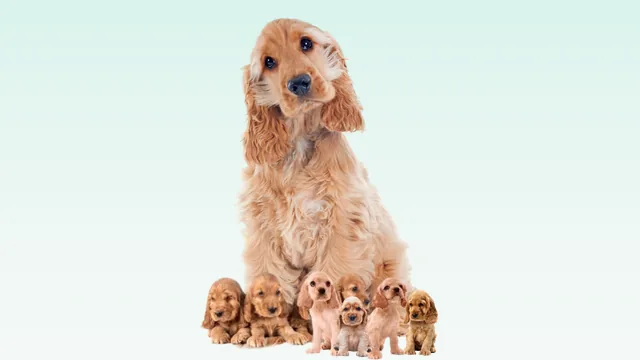 Cadela cocker spaniel sentada ao lado de seis filhotes