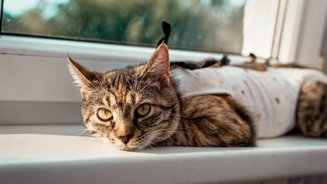 Gato usando roupa cirúrgica, descansando no parapeito da janela após a castração
