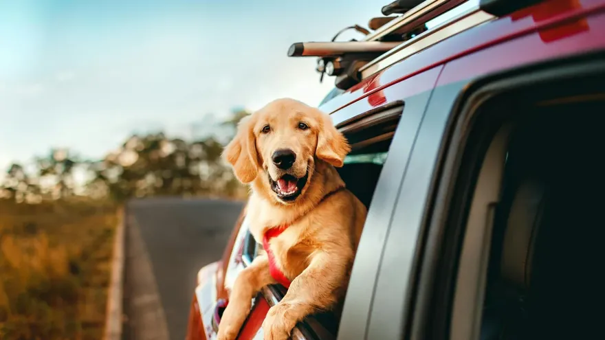 Cão golden retriever olhando pela janela do carro durante o transporte até a clínica